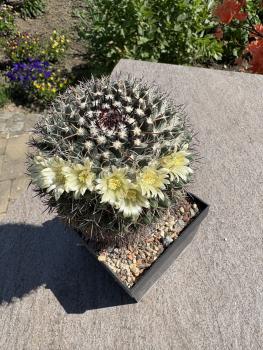 Mammillaria uncinata